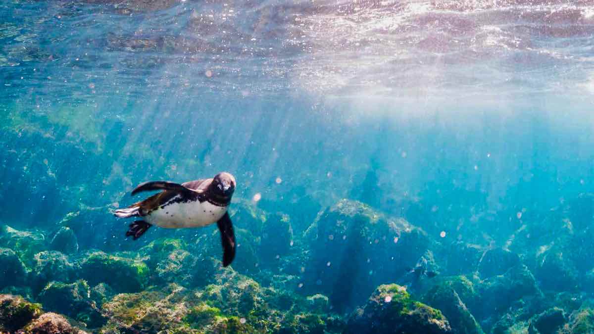 PenguinWorld